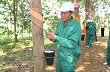 Khai thác cao su tại Lai Châu: Thành quả đầu tiên